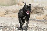 CANE CORSO 436